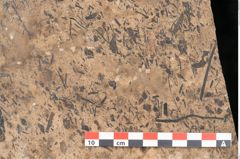 Foto (Detailansicht) von Callitris brongniartii Endl. (NHMW-GEO-2024-0188-11393)